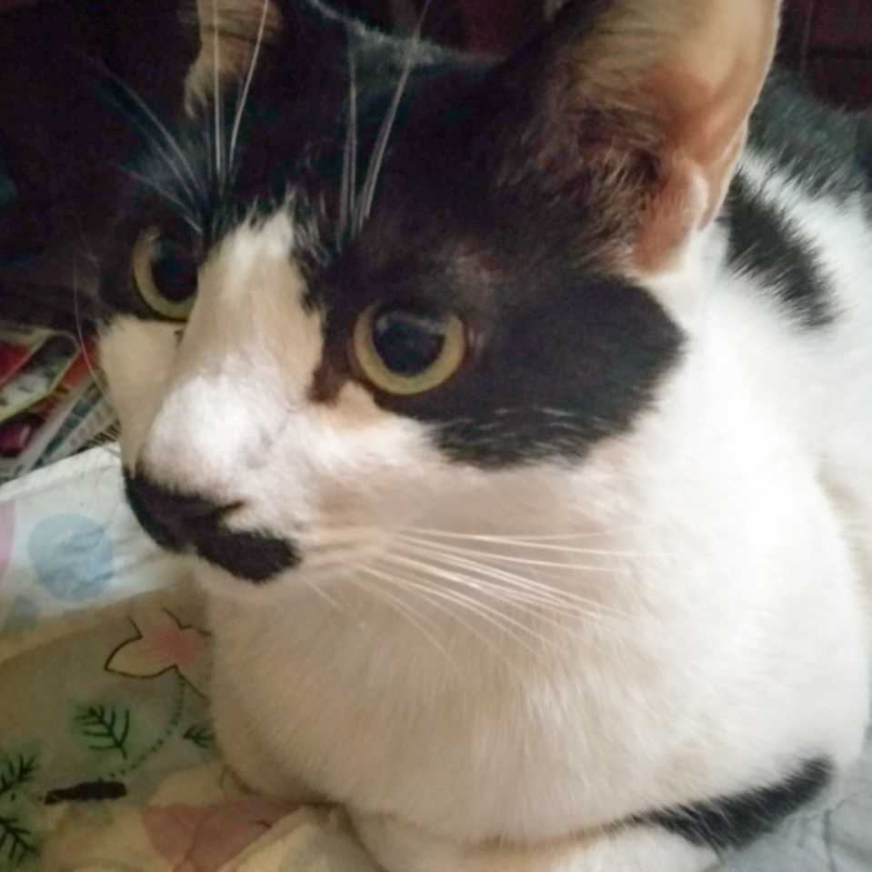 胜利猫图